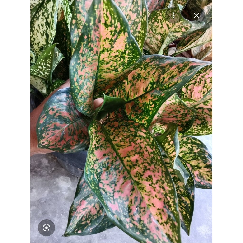 Aglonema Ruby Orange