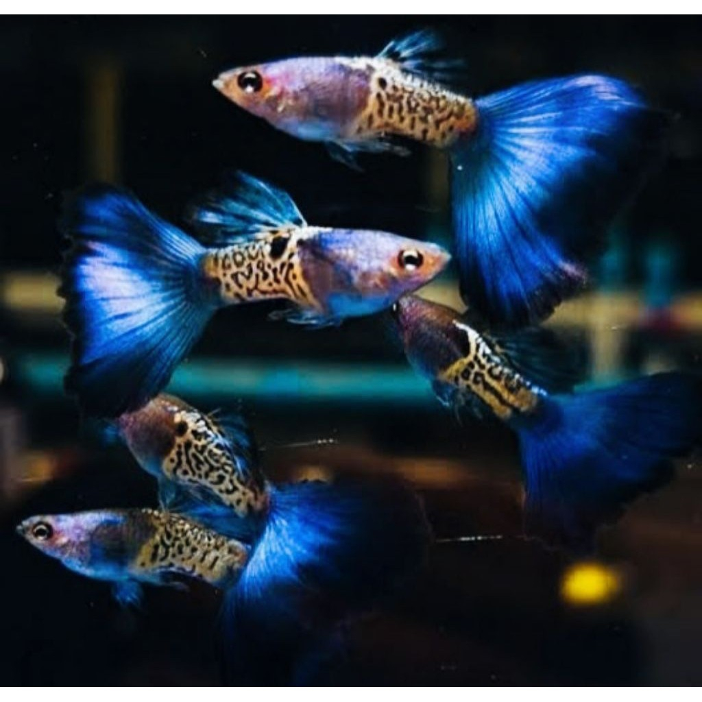 ikan guppy metal snake skin blue tail / mssbt ikan hias aquascape indukan