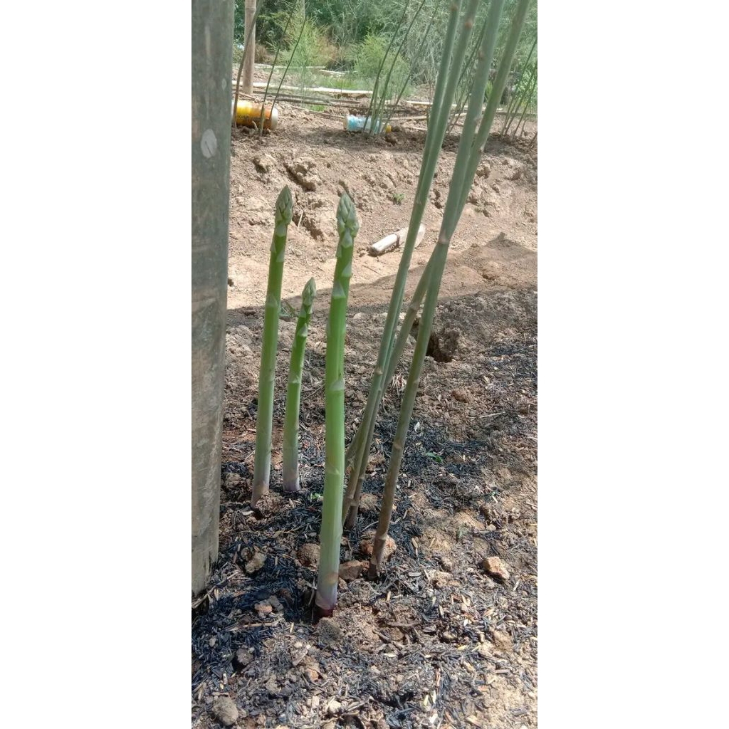 Bibit bonggol tanaman asparagus sayur usia +1tahun lebih