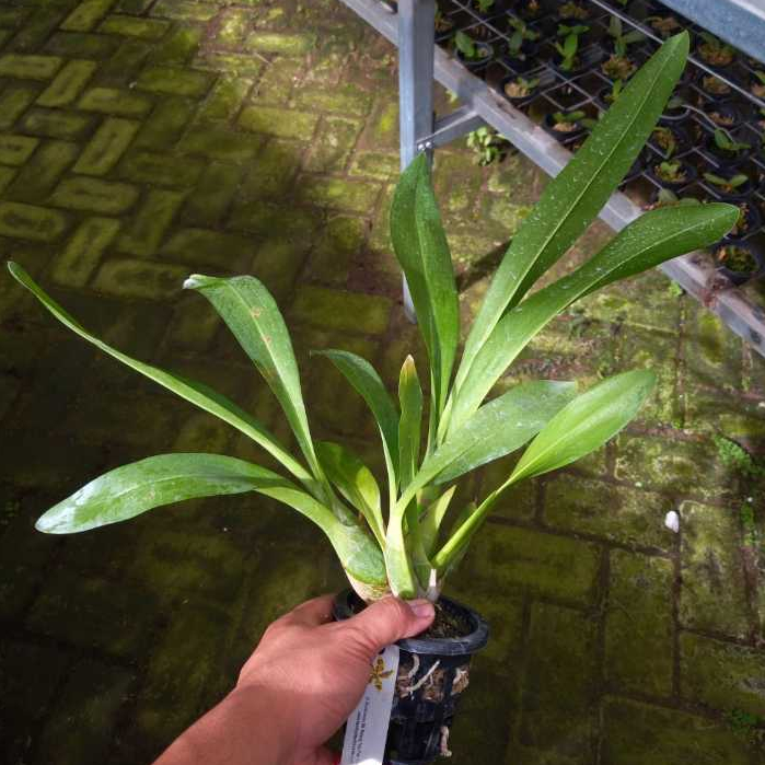 Anggrek Grammatophyllum scriptum