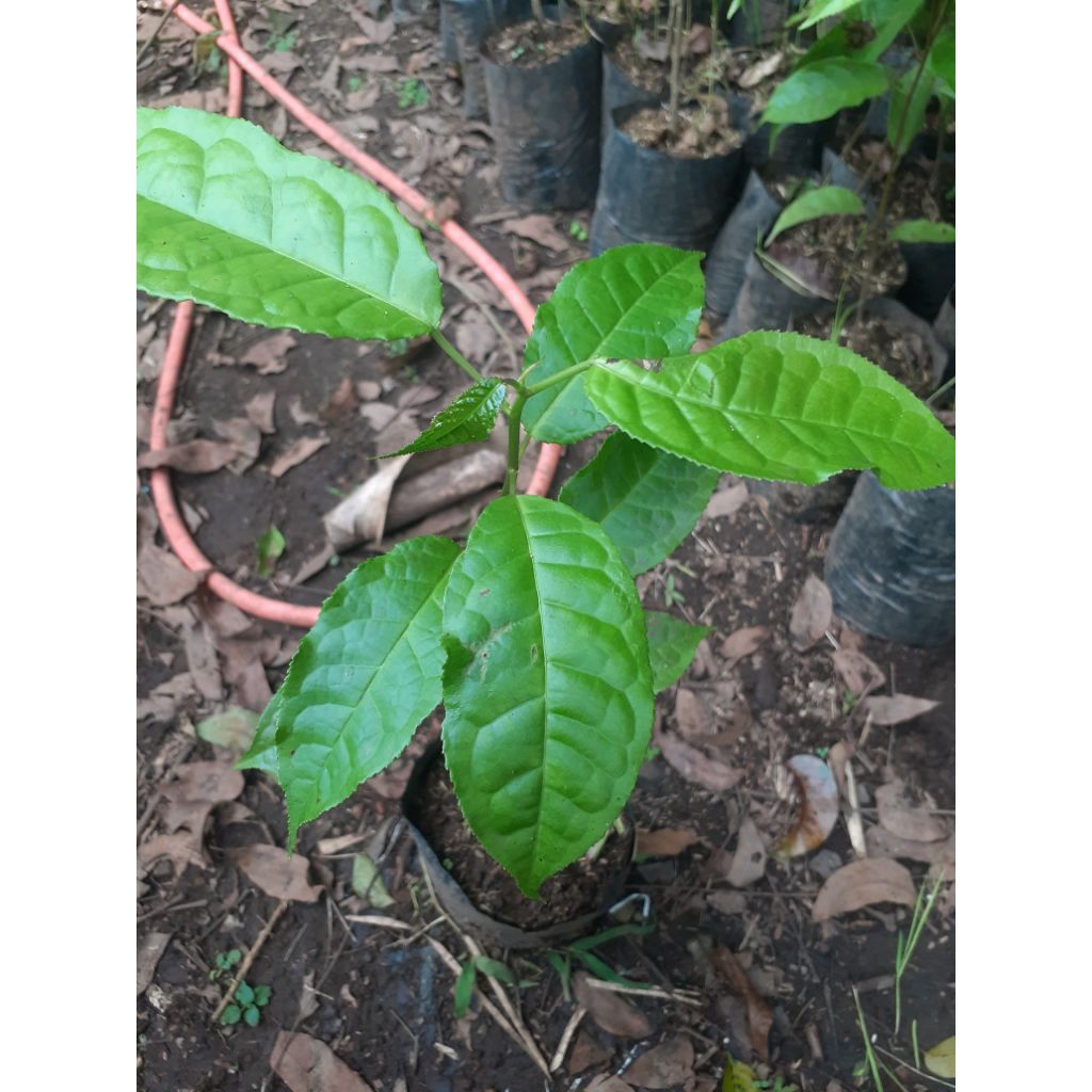 Bibit Pohon Rasamala - Tanaman Kayu Rasamala - Rasamala Pohon Langka