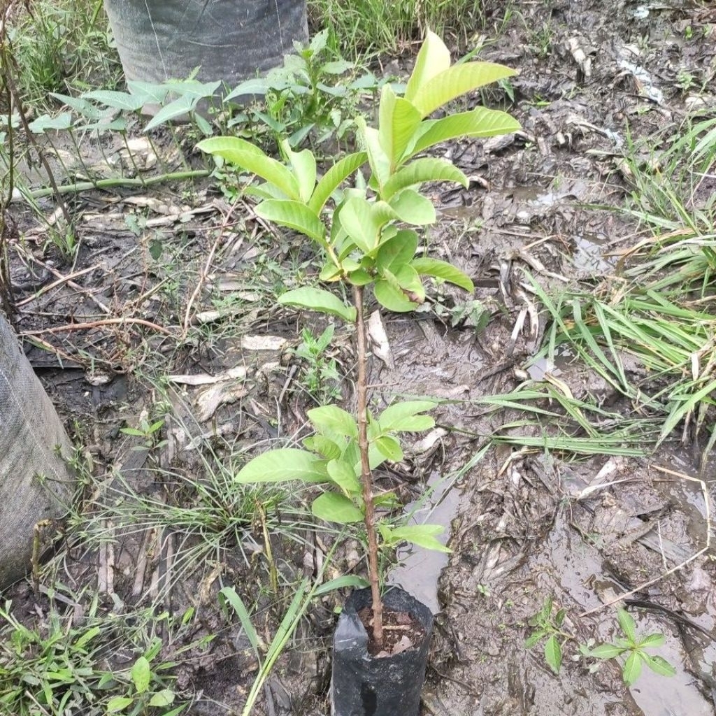 Bibit Cangkok Jambu kristal merah