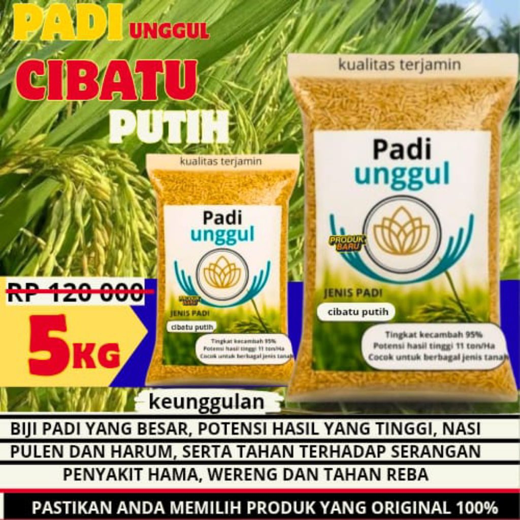 BENIH PADI CIBATU PUTIH ORIGINAL 5 KG,