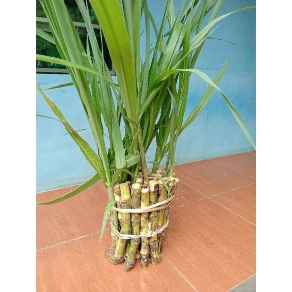 BIBIT Telur Tebu/Trubuk