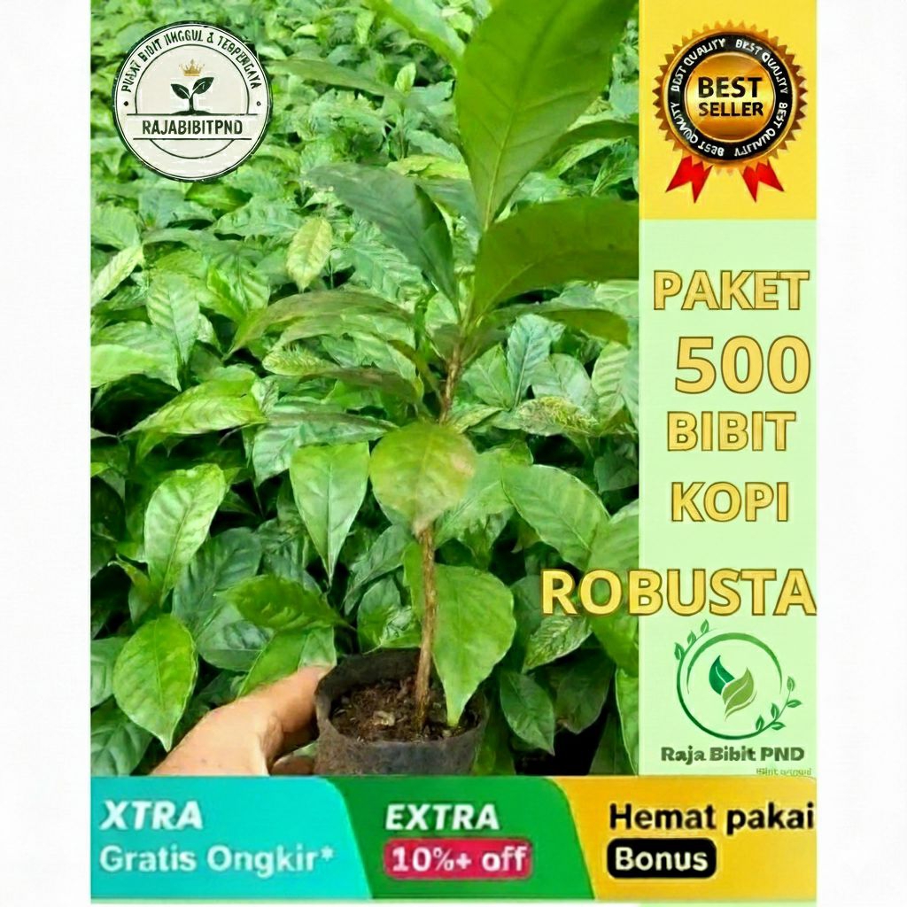 500 Batang bibit kopi Robusta klon Bagio pilihan
