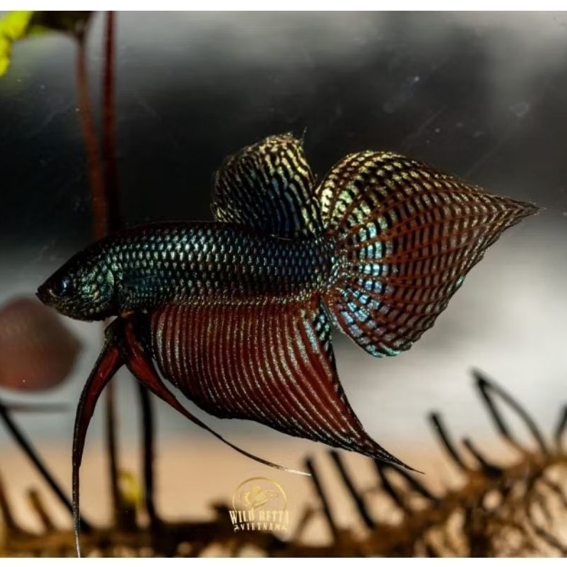 wild betta smaragdina guitar carbon sehat garansi