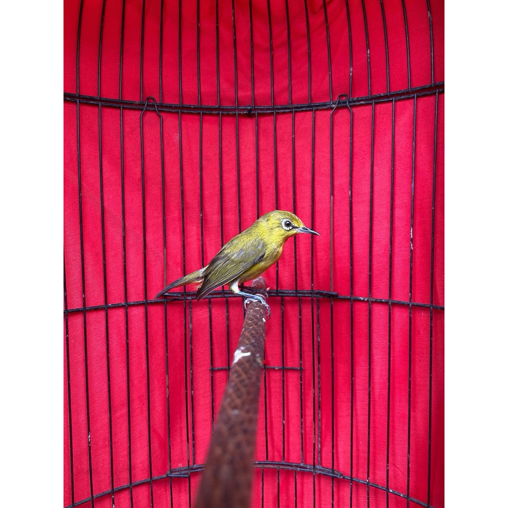 Pleci Dakun ori jatim jantan