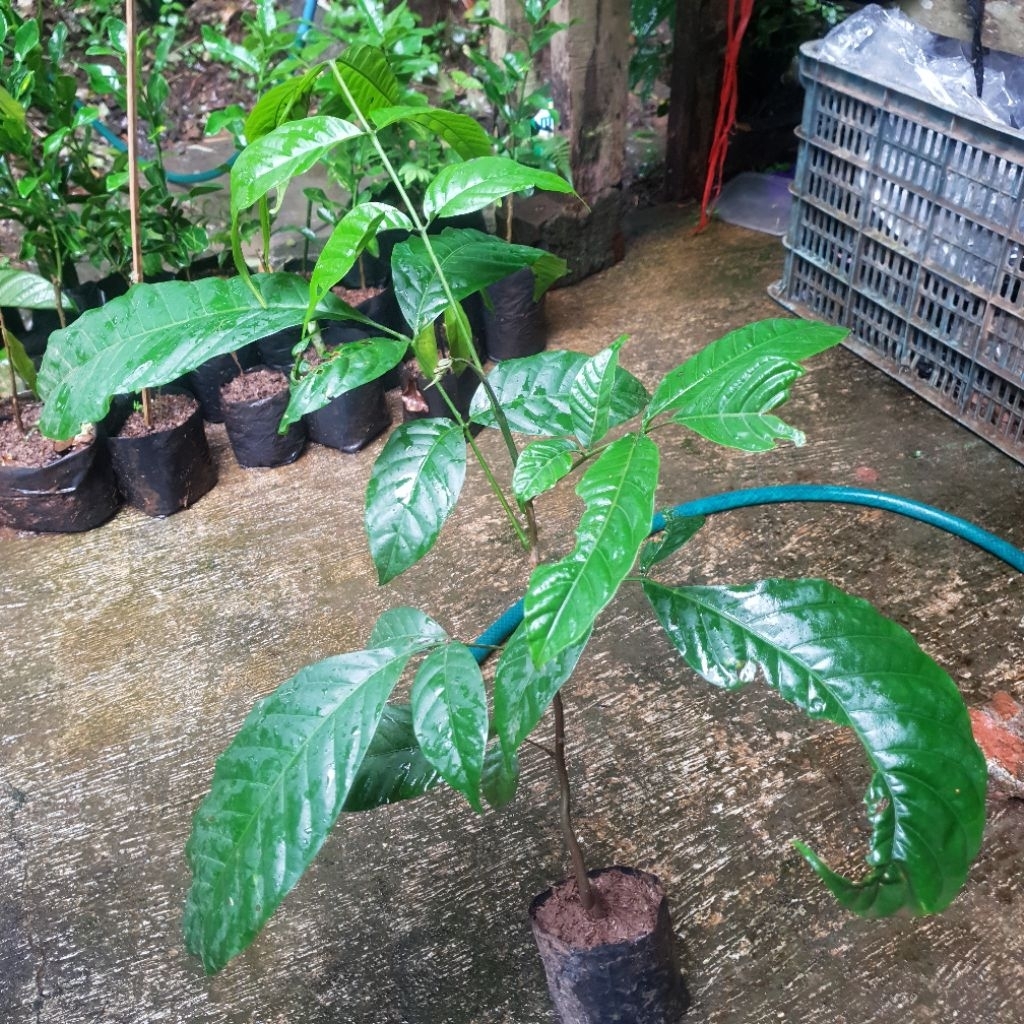 Bibit Pohon Kayu Kamper - Tanaman Kayu Kamper - Cinnamomum camphora