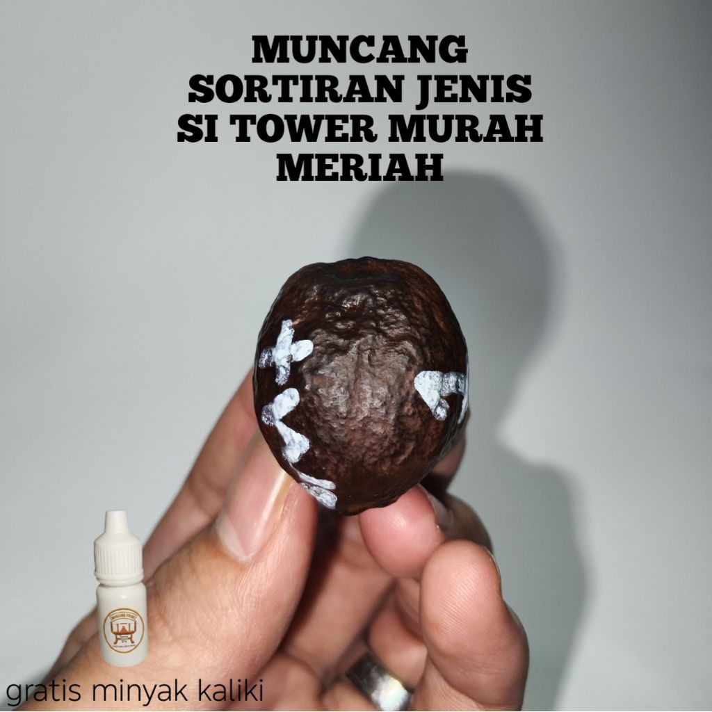 MUNCANG ADU SORTIRAN JENIS SI TOWER MURAH MERIAH