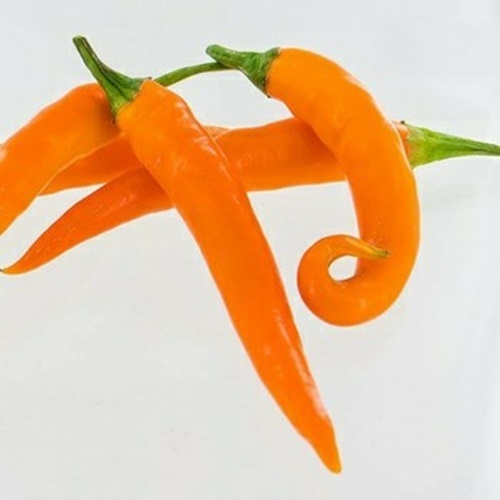 3 Biji Benih PEPPER Thai Blend