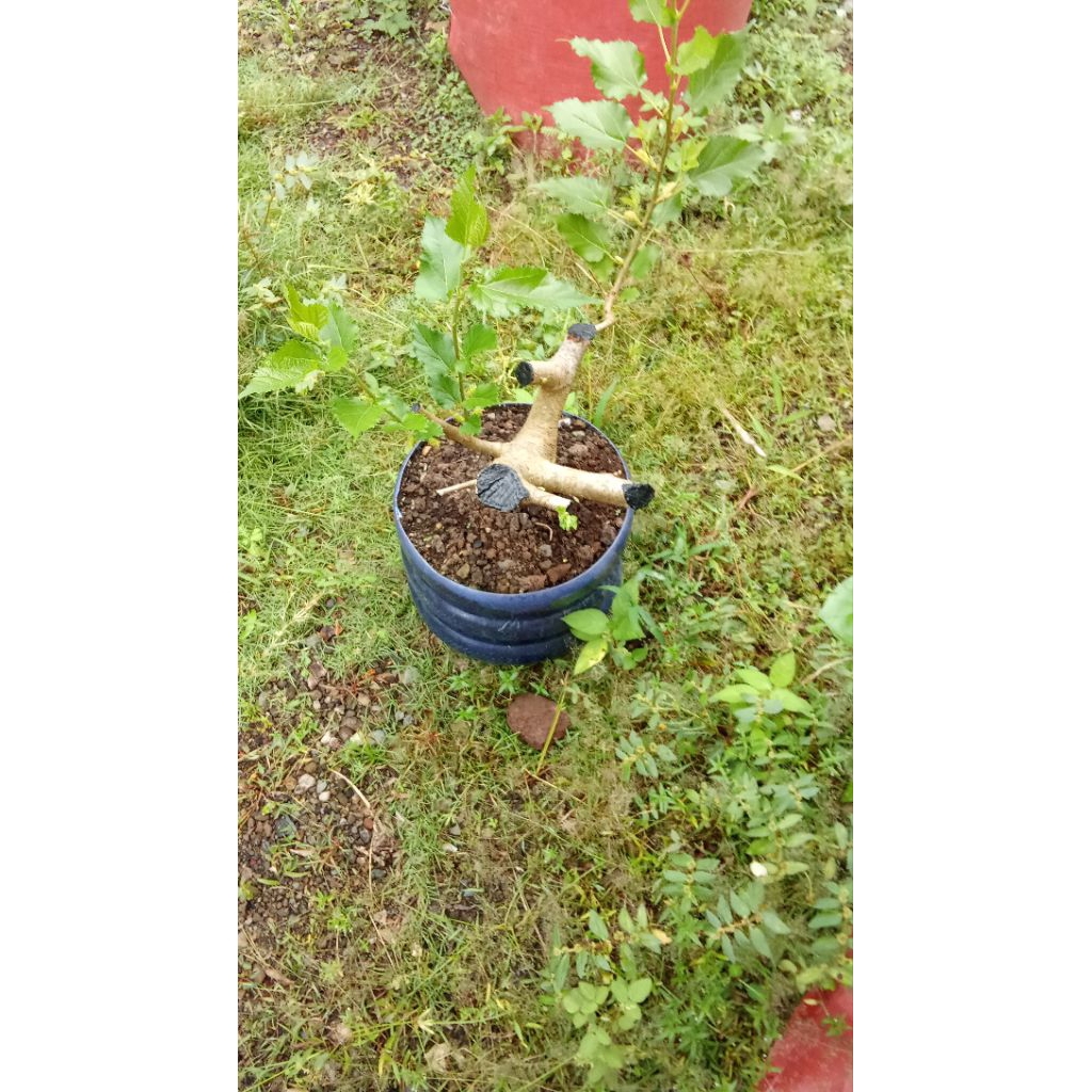 bahan bonsai murbei