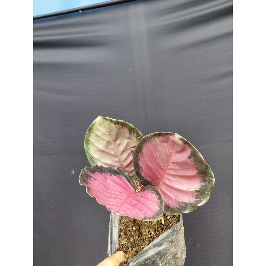calatea crimson