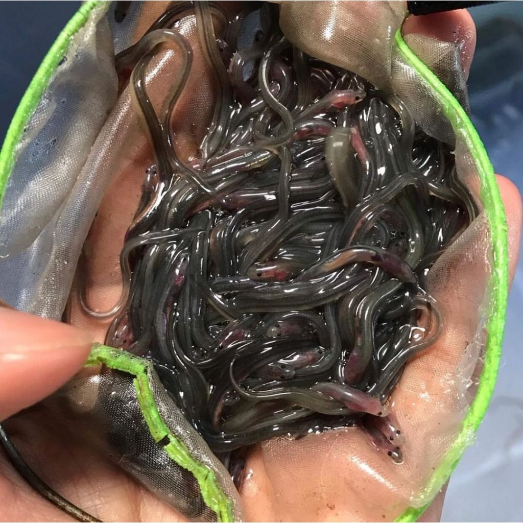 bibit sidat glass eel isi 150 bergaransi