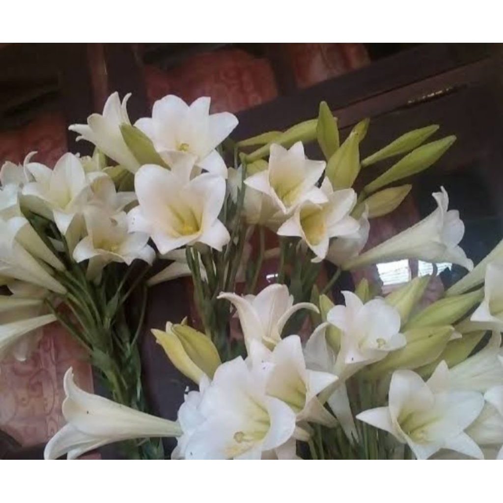 bibit lily snow queen putih bunga harum