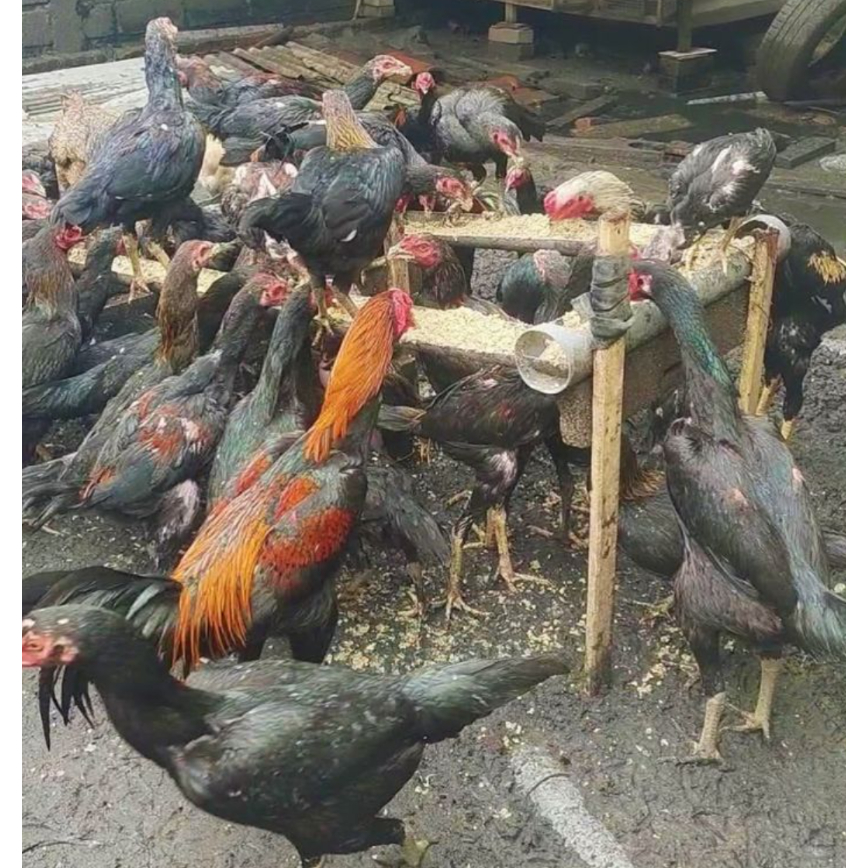 KIRIM INSTAN AYAM KAMPUNG HIDUP LANGSUNG POTONG JAGO INDUKAN JANTAN BETINA