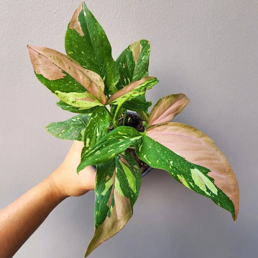Bibit Syngonium red spot tricolor - Tanaman hias Syngonium red spot tricolor - Tanaman Tanaman hias 