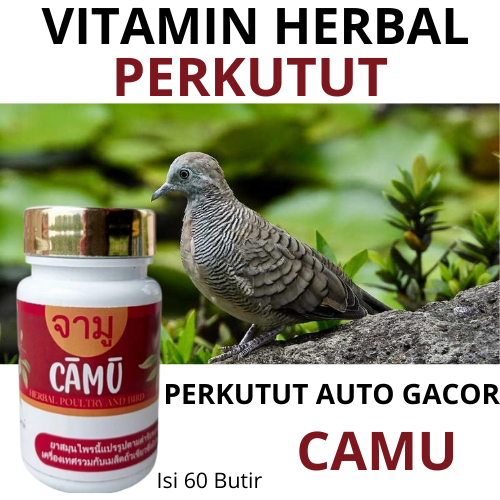 Burung Auto Gacor | CAMU Pil Perkutut Rajin Manggung dan Gacor | Sehat | Super | Bangkok | Katuranga