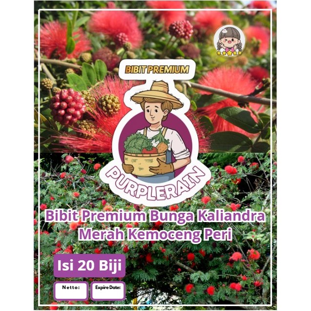 Bibit Premium Bunga Kaliandra Merah Kemoceng peri| Biji Benih Bunga Kaliandra Merah | Bunga Kaliandr
