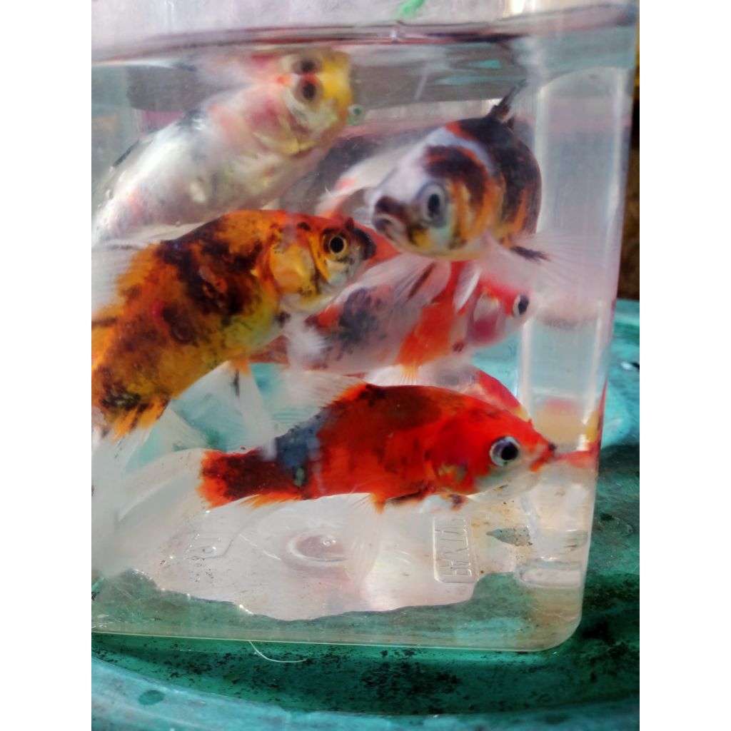Bibit ikan Mas komet pancawarna ukuran 9-10 cm(isi 10 ekor)