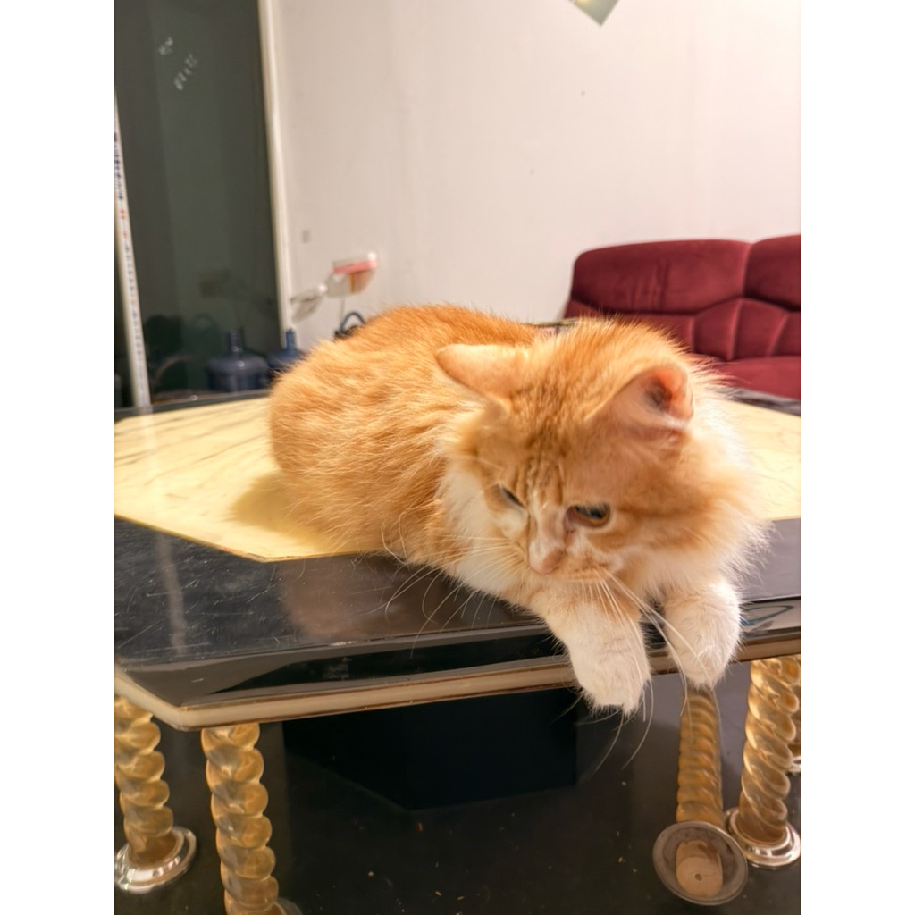 (GOSEND ONLY) Kucing Persia Dewasa Jantan / Kucing Indukan Jantan / Kucing Oren