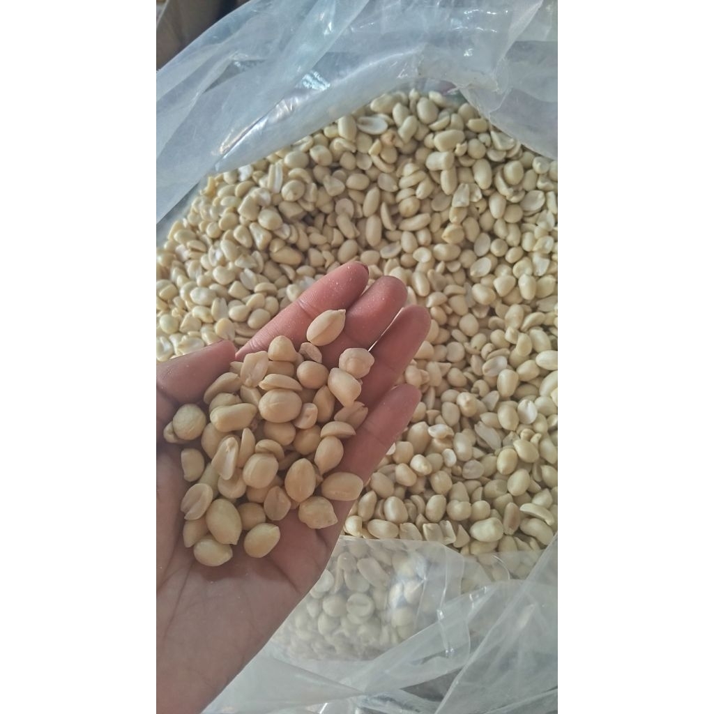 KACANG PLINTIS (KACANG MENTAH KUPAS)1KG COCOK UNTUK KACANG BAWANG