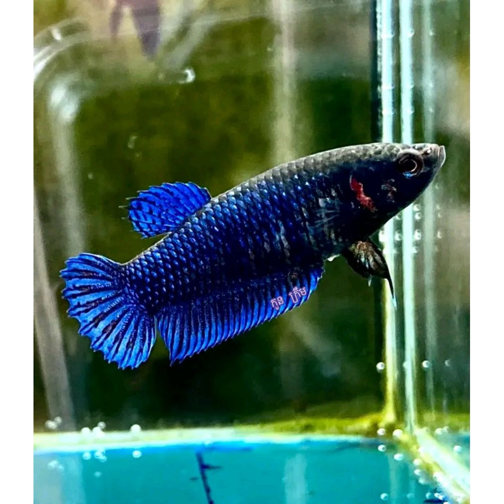 Cupang adu betina anakan ( IPOH x MDS )