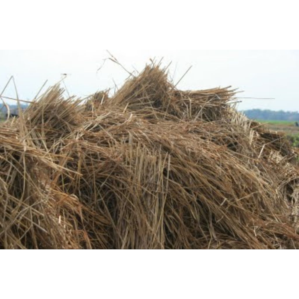 jerami kering/1kg