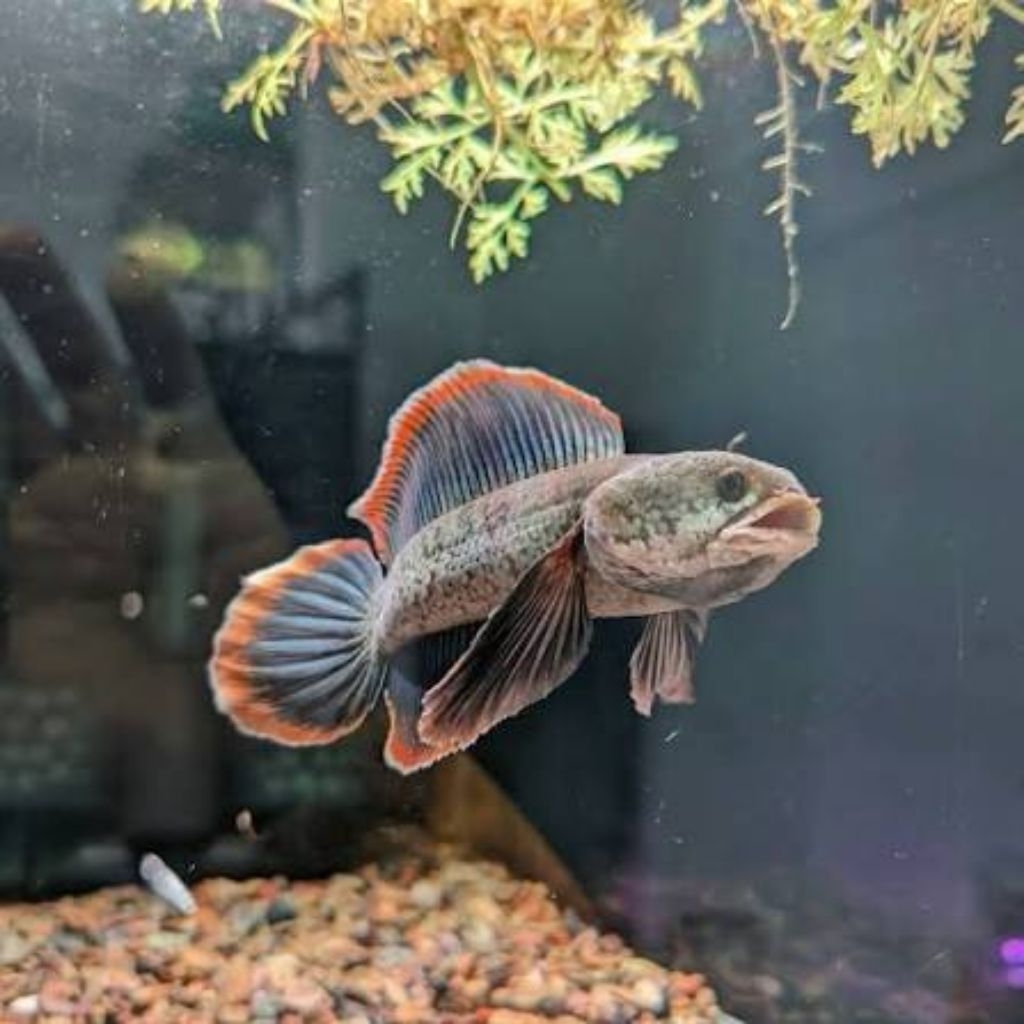 Channa Limbata Ikan Hias Air Tawar Ukuran 10-20 cm (sangat cantik)