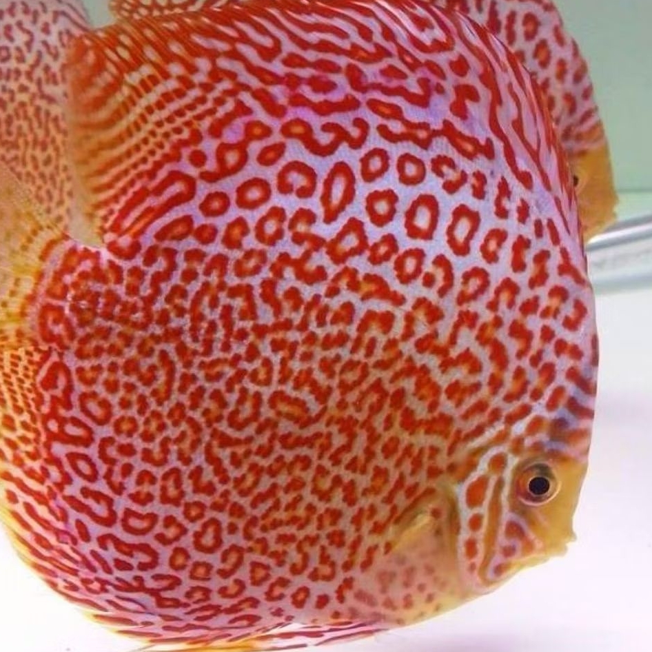 Discus Leopard ring ikan hias aquascape