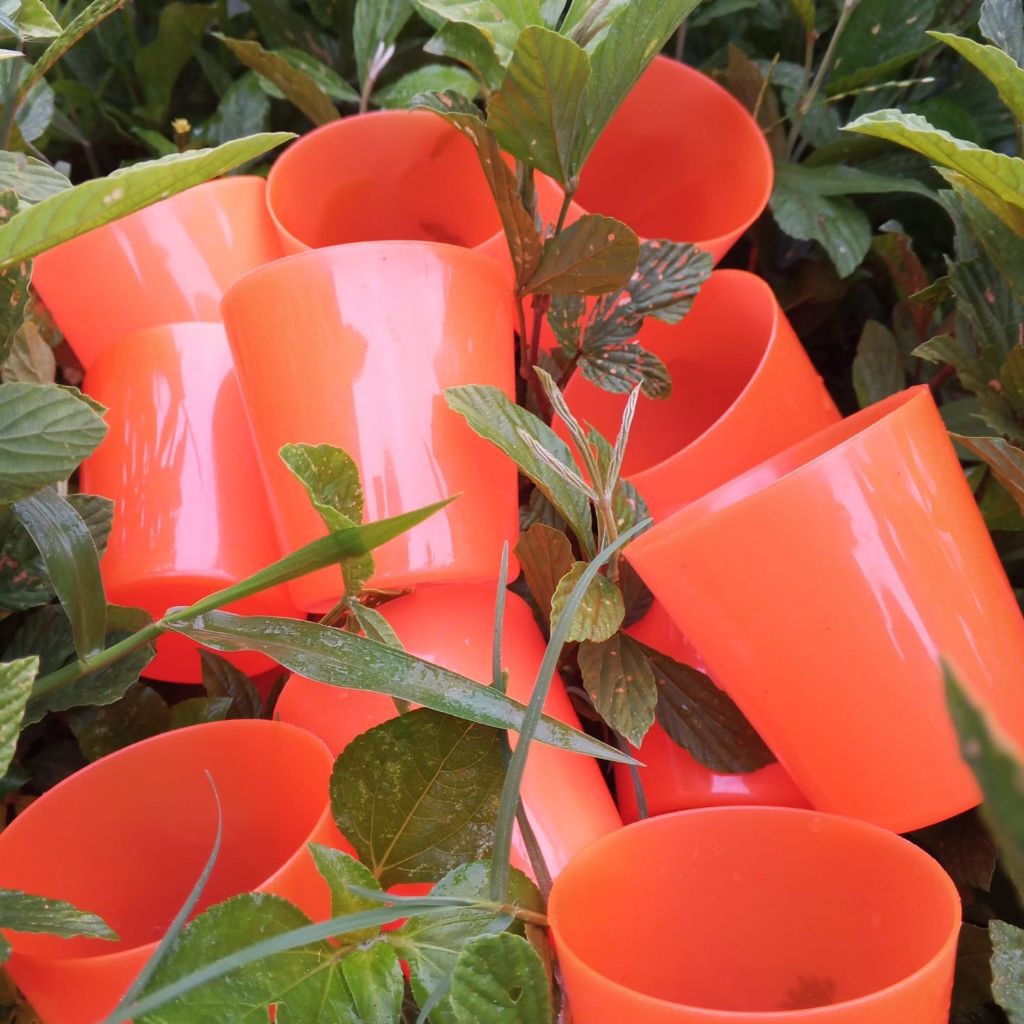 12 pcs / 1 lusin gelas jamu gelas kopi gelas plastik orange