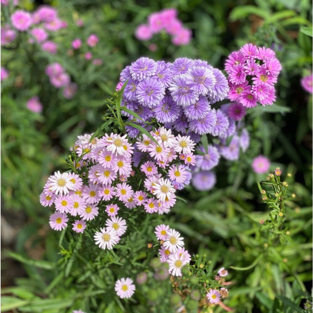 Tanaman pikok hidup - tanaman hias bunga pikok - pikok siap tanam berbunga