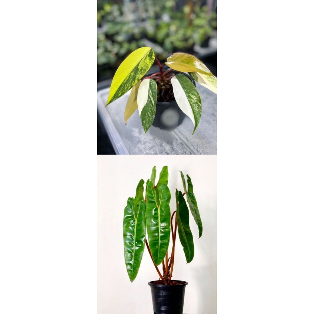 dua paket tanaman philodendron: philodendron bilitaea atau kabel busi  dan philodendron strobery sha
