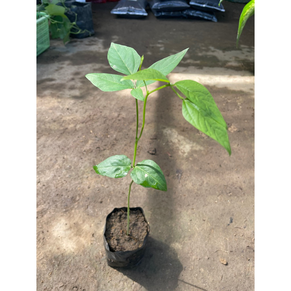 Bibit kacang Panjang