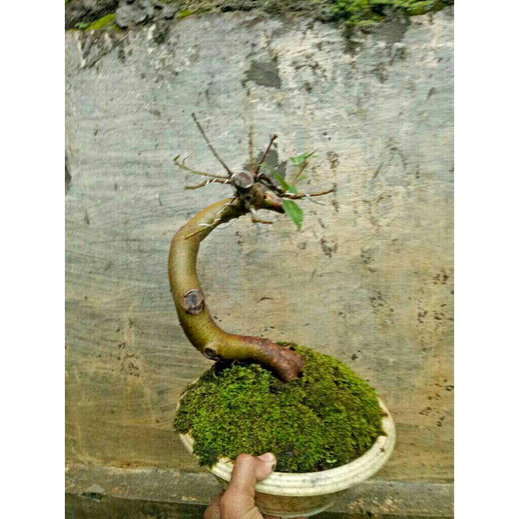 bonsai ficus bunut pucuk merah