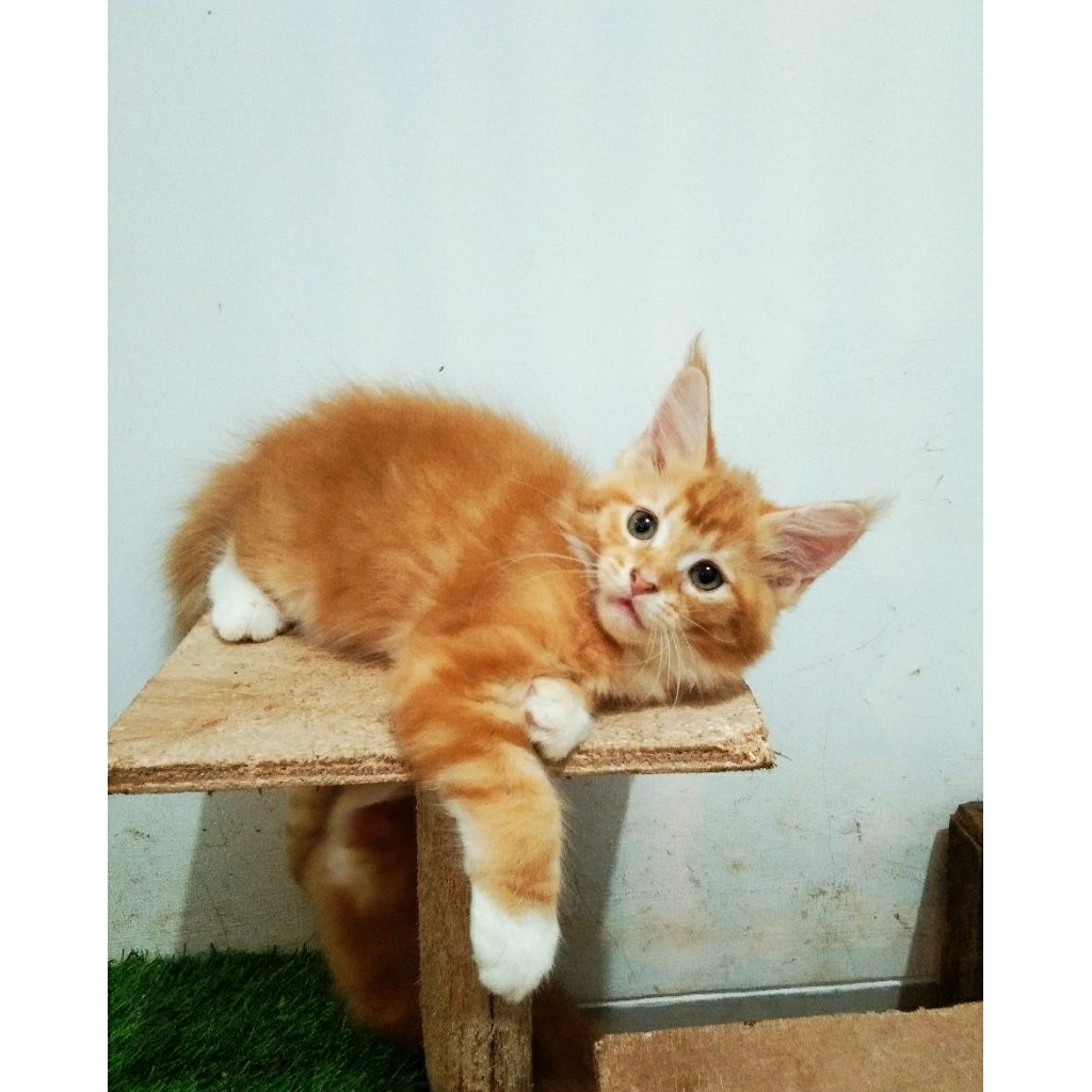 mainecoon betina Asli No mix. garansi keasliannya