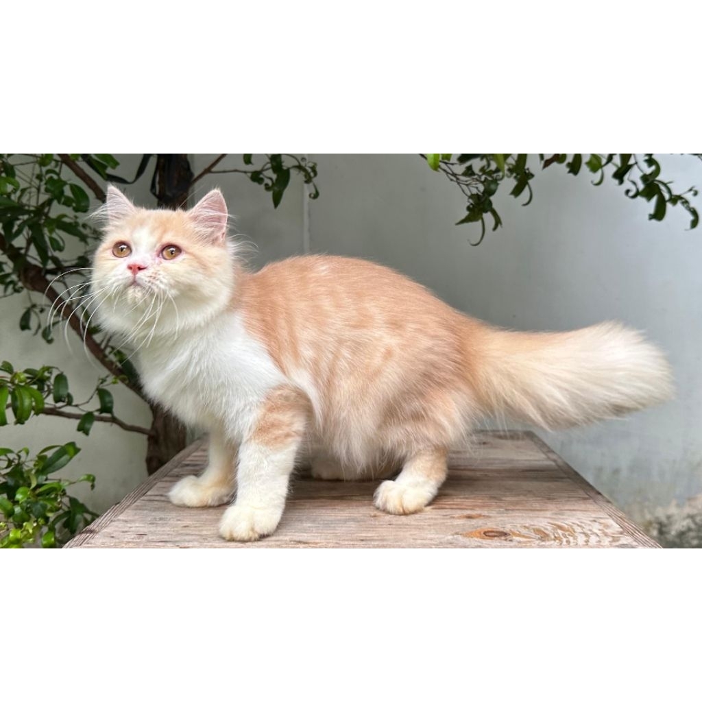 KUCING PERSIA FLATNOSE JANTAN 5 BULAN CRRAM PUTIH