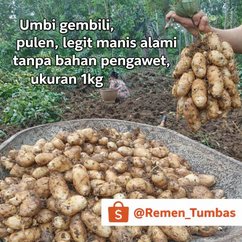 Gembili / Ubi Gembili fress mentah bersih  Siap rebus - 1kg
