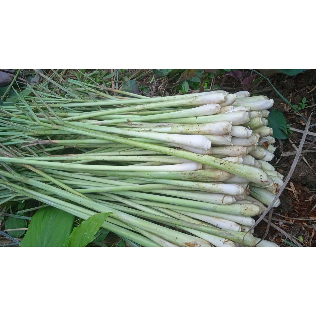 sereh/serai segar 1kg alami
