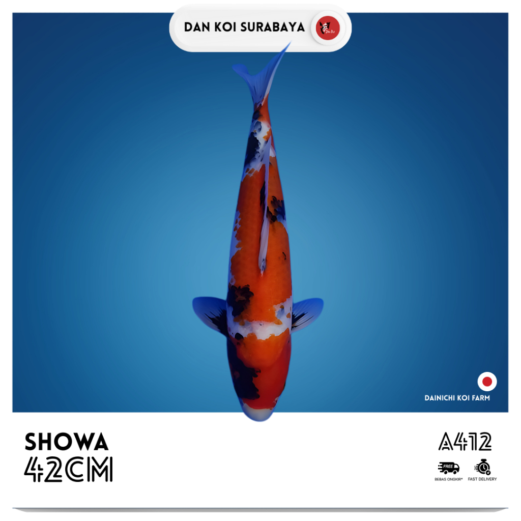 Ikan Koi Import Showa (Dainichi Koi Farm) Kode A412