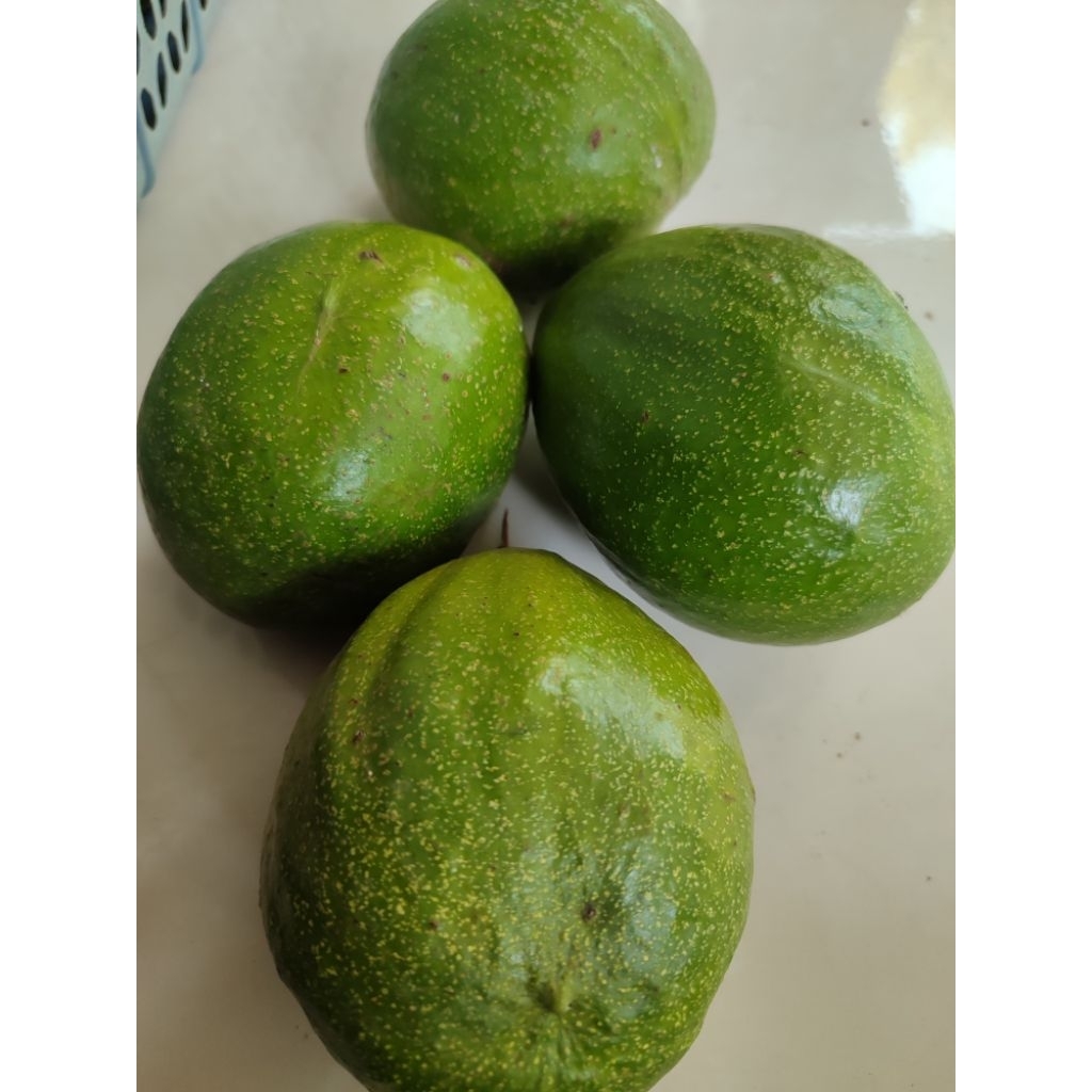 Alpukat Aligator 1kg