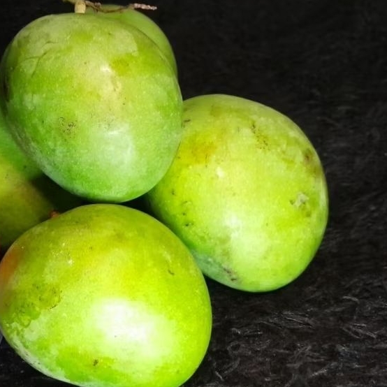 MANGGA MARDI | MANGGA TELUR | MANGGA APEL | MANGGA MUDA SITUBONDO