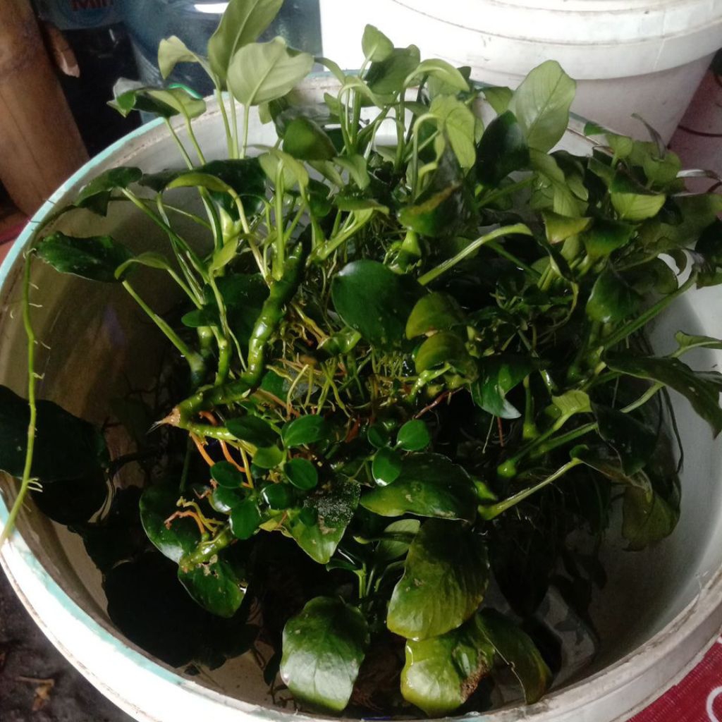 Tanaman Anubias Nana Marble Classic Indukan