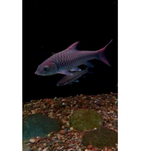 Tor Sinensis/ Red Masheer China