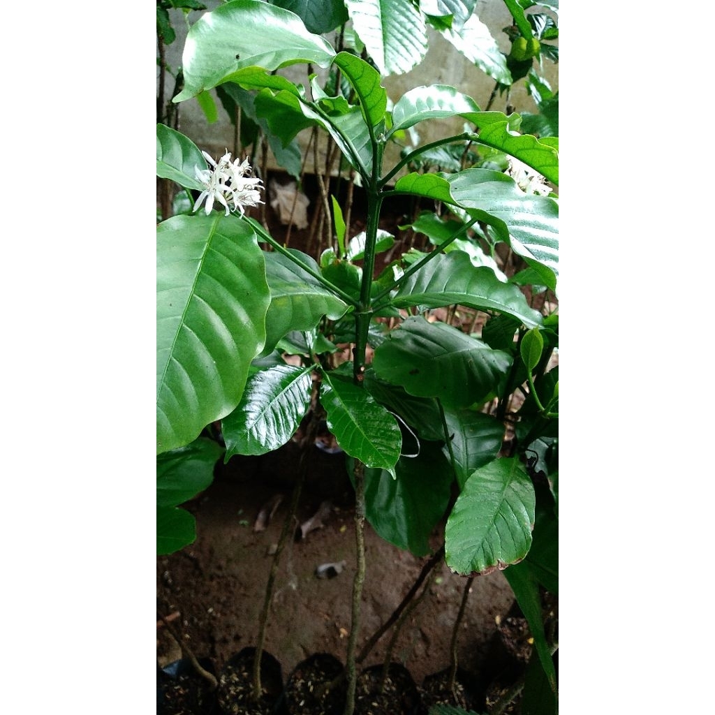 bibit pohon kopi robusta Sambung pucuk