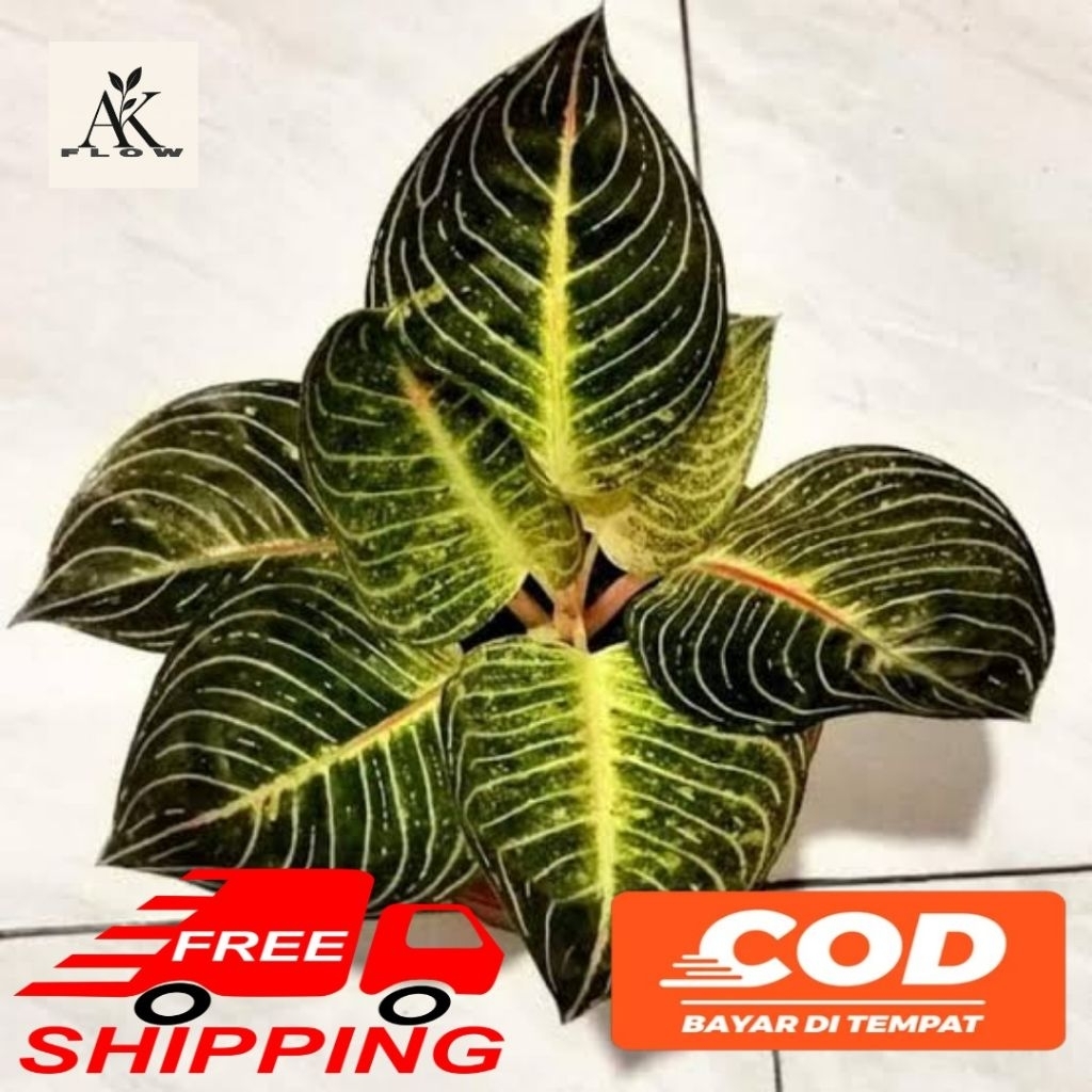 (BISA COD) Tanaman hias aglonema esmeralda golden rimbun termurah