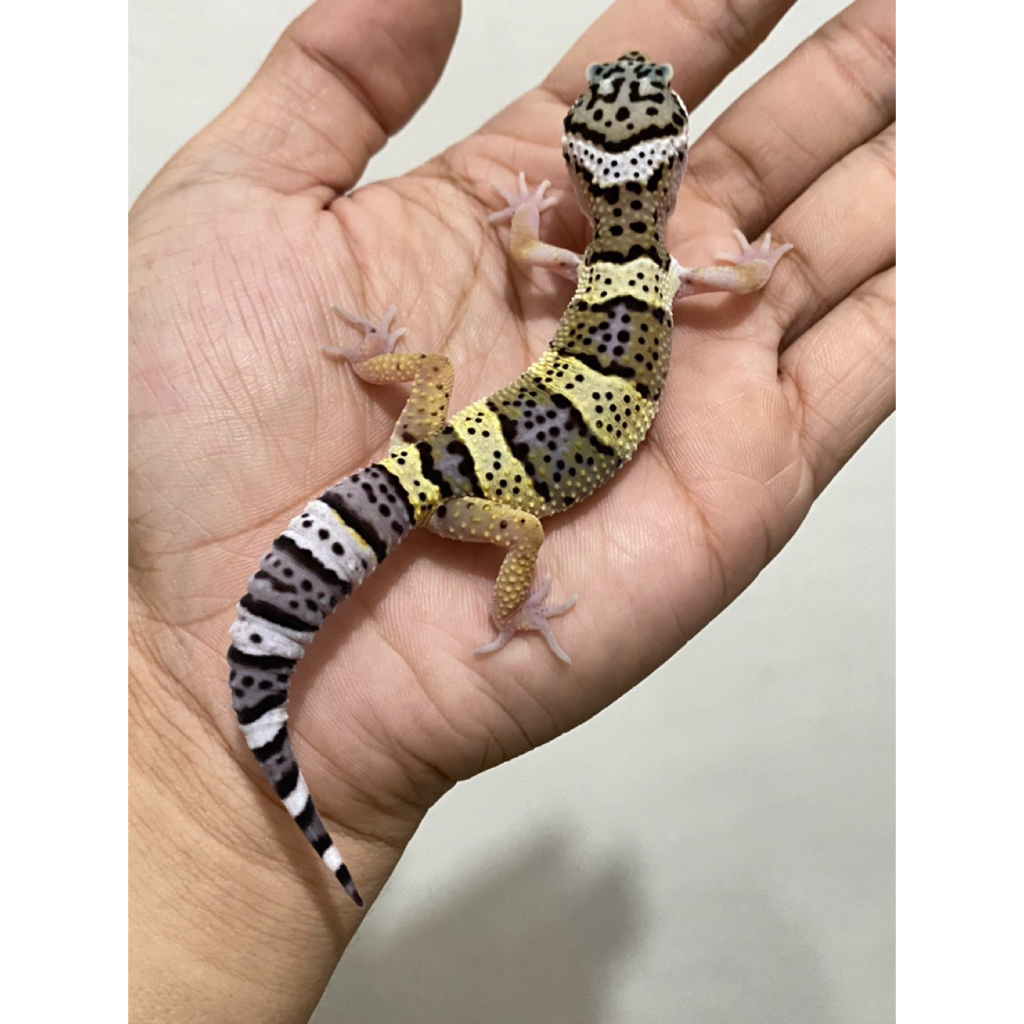 Gecko Black Night Jantan Motif Bagus