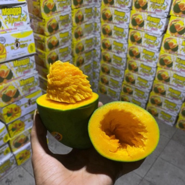 MANGGA ALPUKAT ASLI BANGIL 1 DUS ISI 5KG