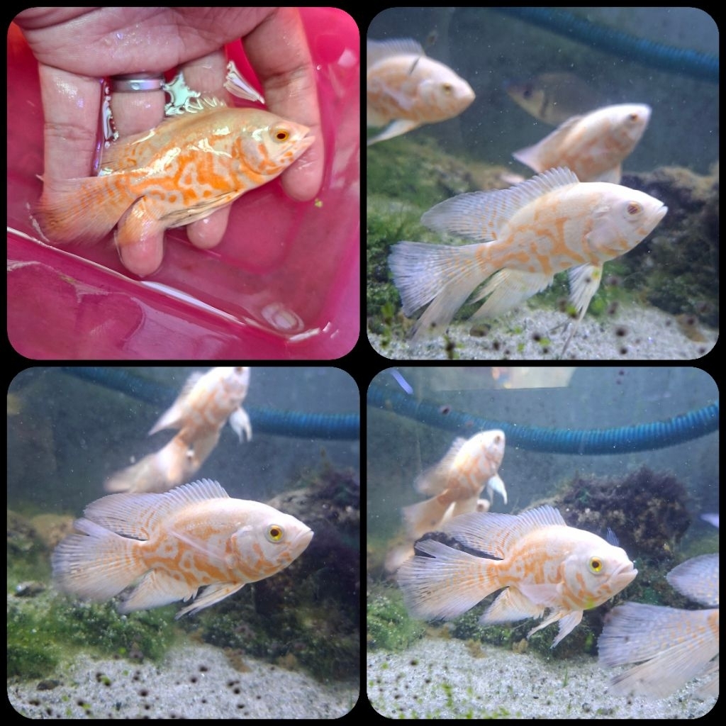 ikan oscar albino slayer untuk aquarium dan aquascape