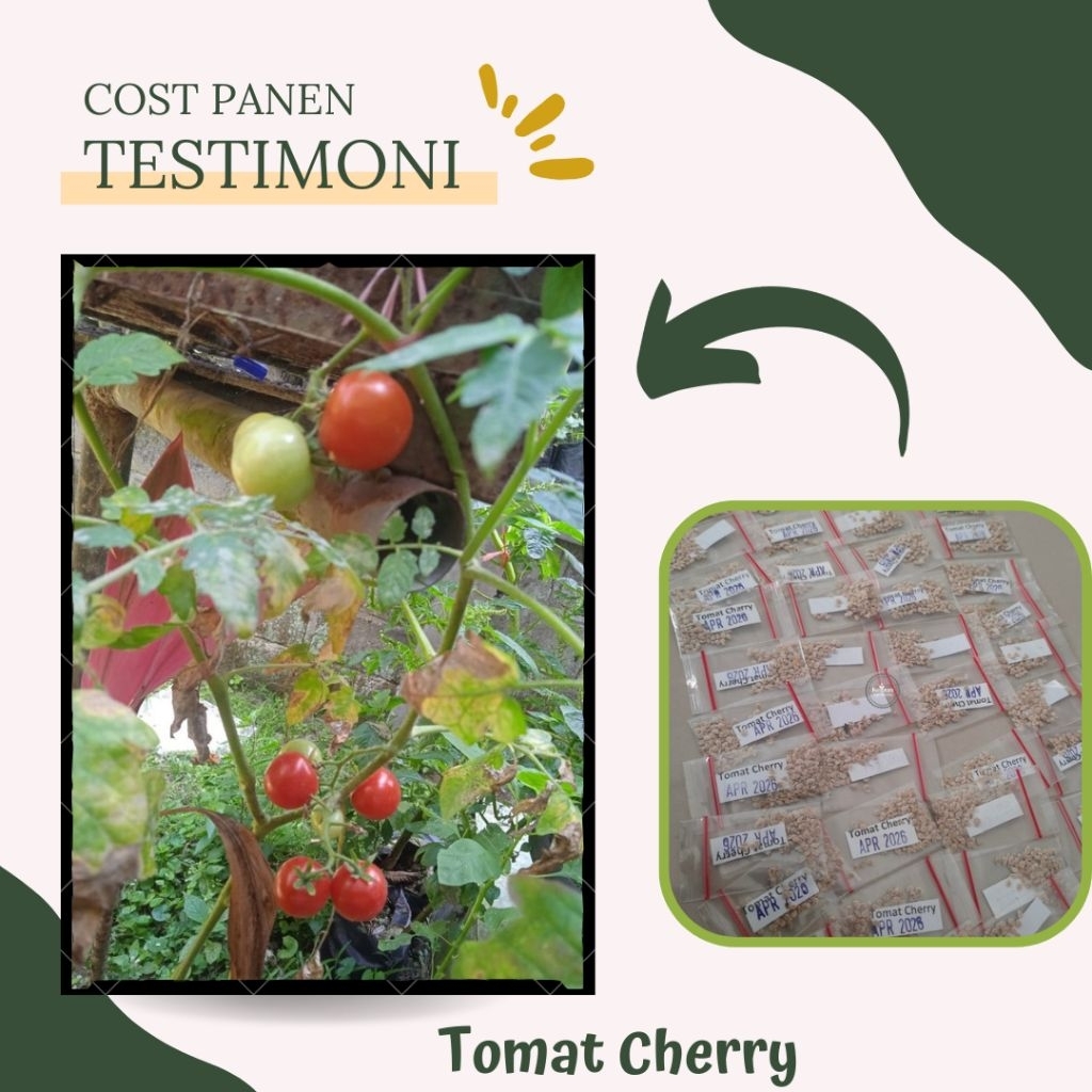 BENIH TOMAT CHERRY