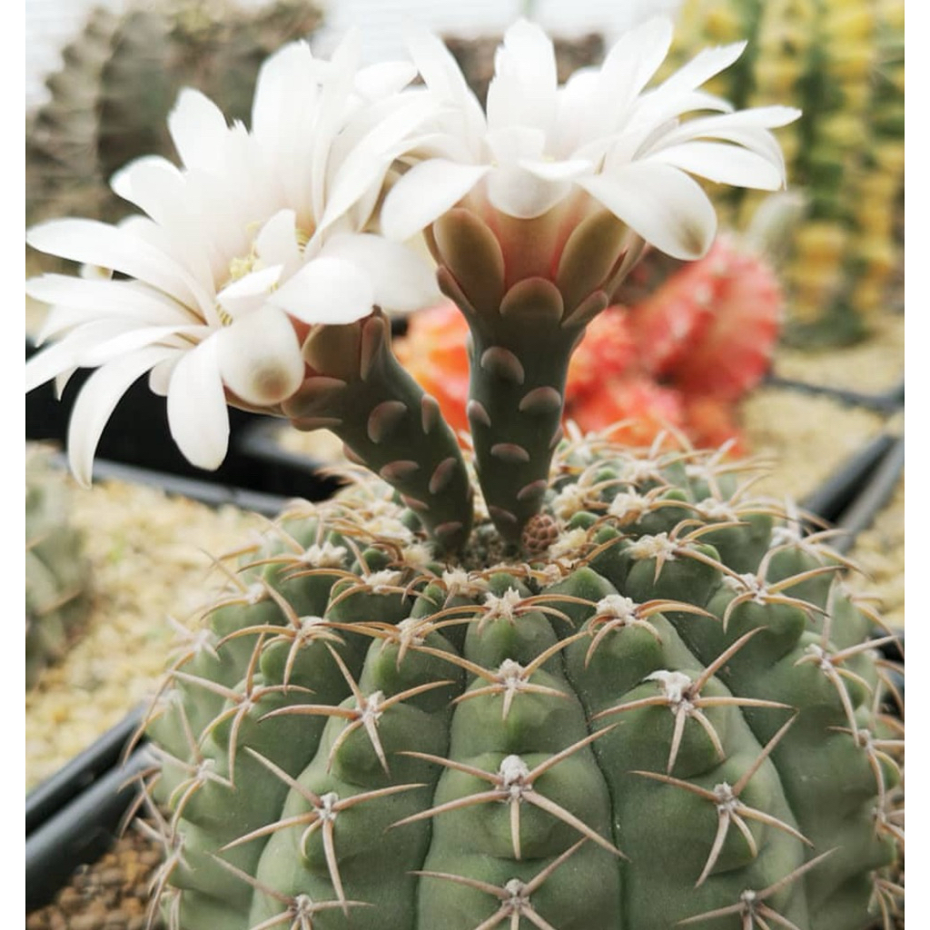 Kaktus Impor Gymnocalycium Ochoterenae Ownroot